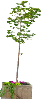 Punktown - Tree 2